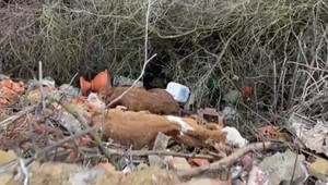 Zvyšky hovädzieho dobytka na nelegálnom smetisku. Mohli zamoriť vodu aj pôdu