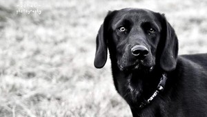 Stratil sa Gomez, môže byť v okolí Ružomberka