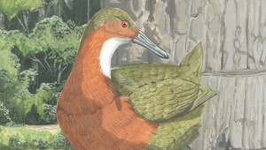 Zázrak prírody? Tento vták vyhynul pred 136 tisíc rokmi a teraz sa znovu objavil