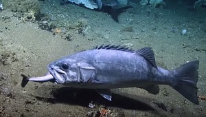 To sa len tak nevidí: Táto ryba zožrala vcelku celého žraloka