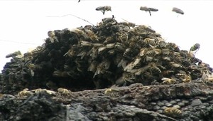 Muža ubodalo na smrť 500 včiel