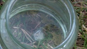 Pri kúpaní v štrkovisku narazili na medúzu