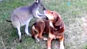 VIDEO: Bozkávajúca sa kengura so psom? Je to možné