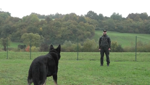 Služobné policajné psy majú veľmi dobrý preventívny účinok: Niekedy len stačí vybrať ich z auta