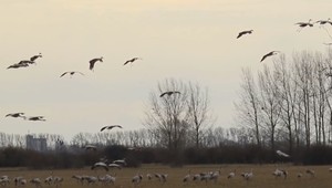 FOTO: Exotika priletela na Zemplín. Pozrite si unikátne zábery Žeriavov popolavých