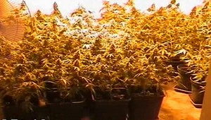 Pestovali trávu za 10 miliónov eur