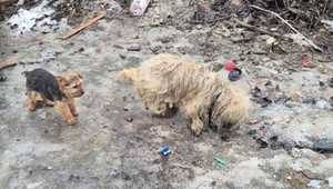 Inšpektori zasahovali po náleze uhynutého psa. Z osady vzali ďalších šesť a tri šteniatka