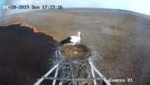 Ochranárom sa podarilo nakrútiť jedinečné zábery postupujúceho požiaru