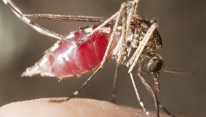 Postreky na komáre začnú v Bratislave v piatok