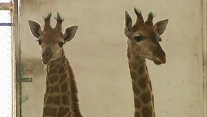 Toto sú dvojmetrové dvojčatká žirafy! A rozmaznávajú ich...