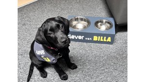 Vodiace psy dnes majú sviatok. Podporte ich aj vy a zlepšite život nevidiacim a slabozrakým