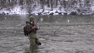 Nie kapor, pstruh či dokonca losos. Našou tradičnou vianočnou rybou bola kedysi hlavátka