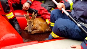 Hasiči zachraňujú nielen ľudské životy. Občas riskujú životy aj pre zvieratá