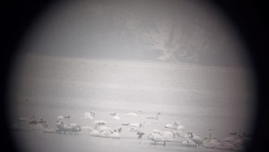 Slovensko sčítava zimujúcich vtákov: V teréne pomáha 300 ornitológov