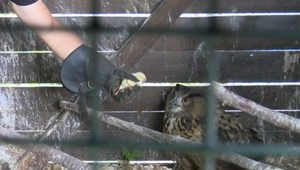 Stratenú sovu sa podarilo nájsť vďaka ochranárom z Malej Fatry