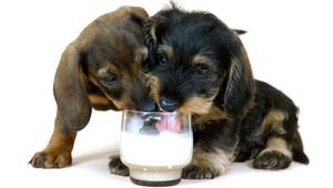 Nezabudnite na daň za psa. Poplatky sa líšia