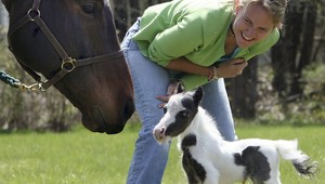 Malé koníky môžu letieť v lietadle, hmyz či ježkovia nie