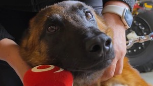 Na zraneného psíka sa vyzbieralo viac ako 20-tisíc eur