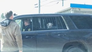 FOTO nezbedného labradora v policajnom aute baví internet. Prečítajte si príbeh, prečo sa ocitol za mrežami