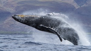 Prečo je oceán slaný? Vraj pre semeno veľrýb...