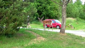 Nielen medvede sa potulujú po tatranských osadách. Najnovšia atrakcia je jeleň Karol