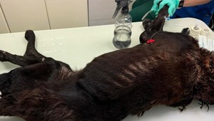 Pes trpel hladom, majiteľ ho dokonca nechal zožrať larvami. Veterinár mu už nedokázal pomôcť