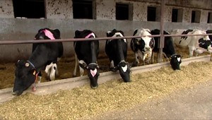 PREHĽAD: Ceny potravín neustále rastú. Okrem nich sú drahšie aj vyhľadávané darčeky na Vianoce