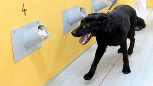 Polícia zverejnila video ako pes hľadá výbušninu v obchodnom centre v Bratislave