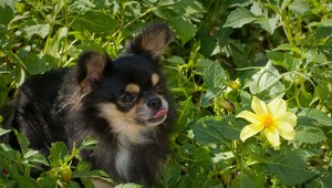 Čivavu z ukradnutého auta našli v Ružinove