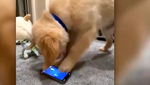 Psy budú môcť zatelefonovať pánovi, keď im bude smutno. Výskumníci vyvíjajú psie mobily