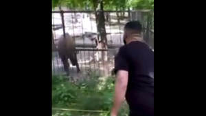 Návštevník v Zoo Brno napadol vzácne zviera: Video vyvolalo pobúrenie