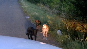 Psov niekto nechal na kraji cesty aj s granulami. Pri odchyte sa jeden stratil v kukuričnom poli