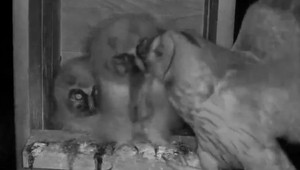 Tisíce Slovákov sledovali rodinnú drámu vo výške