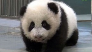 VIDEO. Neúnavné mláďa pandy, ktoré nie a nie zaspať...