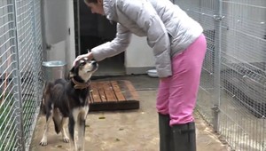 Veterinárka so svojím tímom zachránila zanedbanú sučku. Majiteľ sa jej namiesto poďakovania vyhrážal