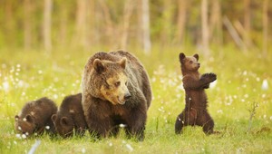 VIDEO. Medvedia rodinka sa vybrala na výlet