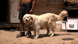 Chlapec (13) zjedol susedom psa. Vraj bol hladný...