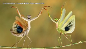 Veselé tváre prírody alebo keď zvieratá pózujú