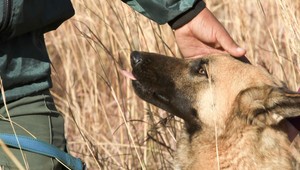 Psovodovi roka v aute zomrel pes. Z tepla...