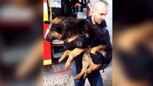 Ľadová voda z neho tiekla a ťažko dýchal. Psa zachránili v poslednej chvíli