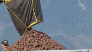 Pod Tatrami sa konal špeciálny zber zemiakov. Po technike si ľudia odvážali úrodu kočíkmi i fúrikmi