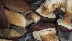 Zákaz vstupu do vojenských lesov: Hubári môžu za to vyfasovať mastnú pokutu