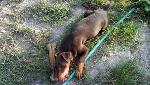 Stratila sa fenka jaghteriéra! Nevideli ste Sany?