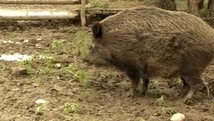 Diviaky im rozryli polia, zničili celú úrodu, ale škody im nemá kto nahradiť