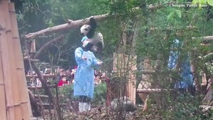 VIDEO: Pozornosť upútala panda svojimi gymnastickými kúskami