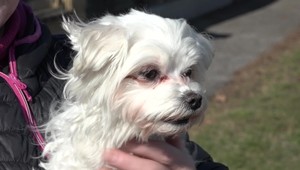 Mestské kamery odhalili zlodejov psa, zmiznutú sučku schovali v igelitke