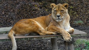 Domestikovaná levica zranila ženu a dve deti. Majitelia sa len pobavene prizerali