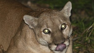 Zo zooparku pri Prahe utiekla puma