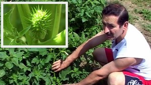 Rodičia pozor! Na sídlisku Šípok rastie jedovatá rastlina