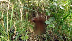 Rozštvrtená srna na Kolibe. Pytliak zanechal ostrasné stopy